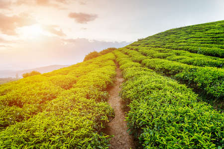 Amazing view of tea plantation at sunset. Beautiful rows of young bright green tea bushes on colorful evening sky background.の写真素材