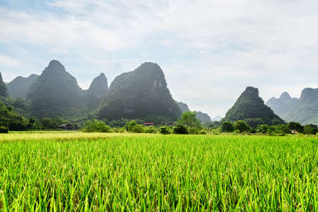 Amazing view of bright green rice field and scenic karst mountains at Yangshuo County of Guilin,...