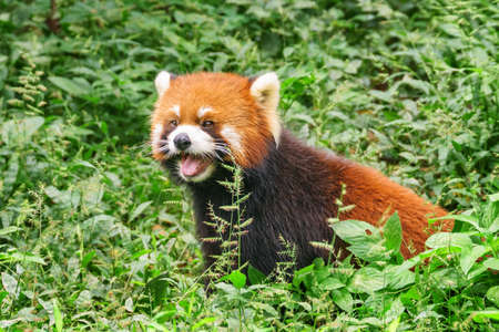 Cute red panda in green grass in forest. Amazing wild animal.の写真素材