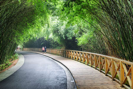 Scenic winding road and wooden walkway among green bamboo woods. Amazing road through forest. Beautiful bamboo trees.の写真素材