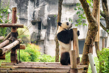 Cute young giant panda standing on hind legs and holding on to wooden pillar. Sad wistful panda bear. Amazing wild animal.の写真素材