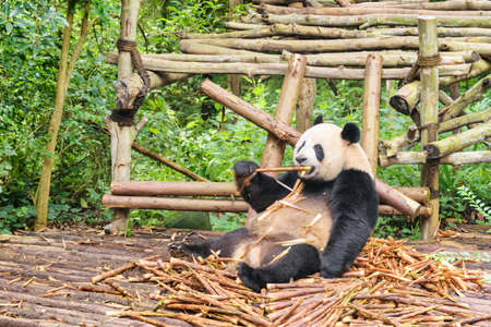 Cute giant panda eating bamboo. Panda bear sitting in pile of bamboo shoots among green woods. Amazing wild animal in forest.の写真素材