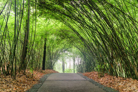 Beautiful shady path through bamboo woods. Scenic stone walkway among green bamboo trees in forest.の写真素材