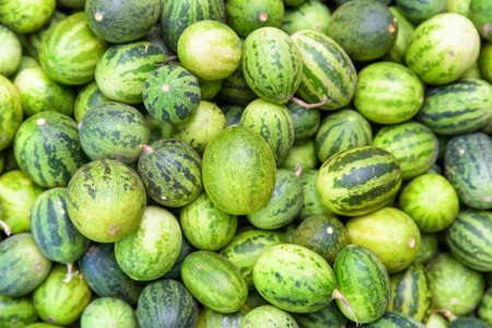 Fresh ripe green small watermelons. Freshly harvested sweet fruits. Striped crust of watermelons....
