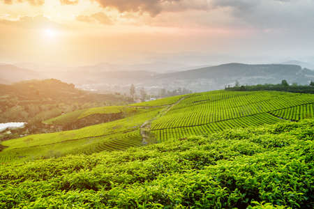 Beautiful view of tea plantation at sunset. Scenic young bright green tea bushes and colorful evening sky. Amazing rows of tea bushes are visible in background. Summer rural landscape.の写真素材