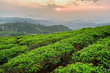 Amazing view of tea plantation at sunset. Beautiful young bright green tea bushes and colorful evening sky. Scenic summer rural landscape.の写真素材