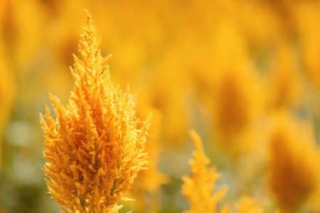 Bright yellow flowers on nature background. Amazing flowers in spring and summer. Shallow depth of field.の写真素材