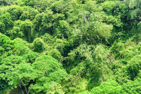 Top view of tropical forest. Green foliage of rainforest on summer sunny day.の写真素材