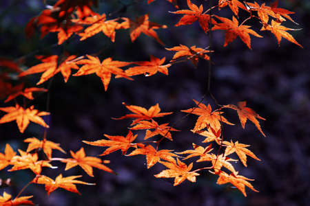 Scenic view of awesome red maple leaves on dark background. Amazing autumn landscape.の写真素材