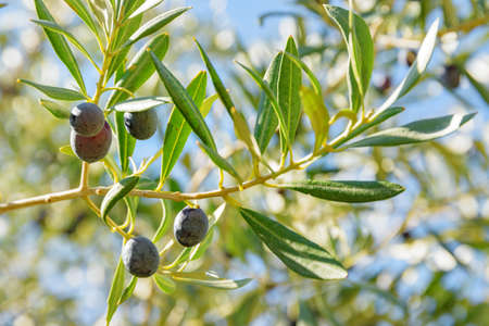 Closeup view of ripe black olives on olive tree. Healthy eco food. Product of organic farming.の写真素材