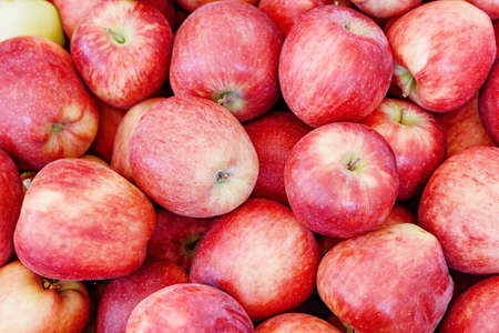 Closeup view of fresh red apples. Good harvest of fruits. Healthy eco food. Product of organic farming.の写真素材