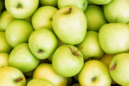 Closeup view of fresh green apples. Good harvest of fruits. Healthy eco food. Product of organic farming.の写真素材