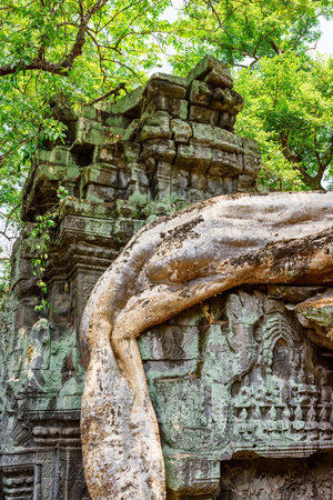Mysterious ruins of Ta Prohm temple in ancient Angkor, Siem Reap, Cambodia. Angkor is a popular tourist attraction.の写真素材