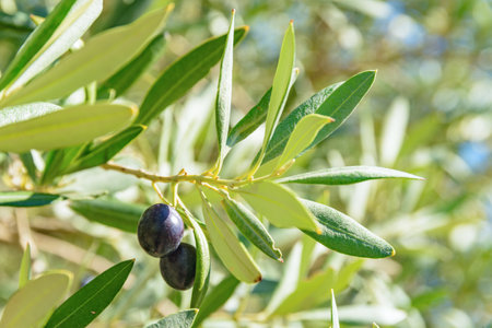 Closeup view of ripe black olives on olive tree. Healthy eco food. Product of organic farming.の写真素材