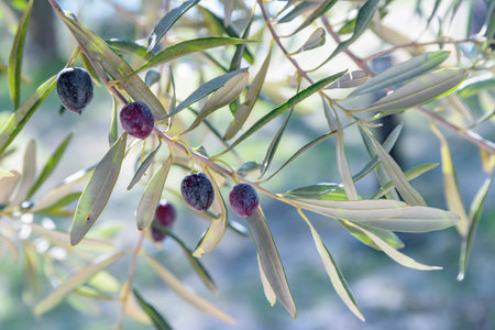Closeup view of ripe black olives on olive tree. Healthy eco food. Product of organic farming.の写真素材