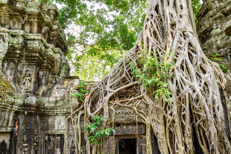Mysterious ruins of Ta Prohm temple in ancient Angkor, Siem Reap, Cambodia. Angkor is a popular tourist attraction.の写真素材