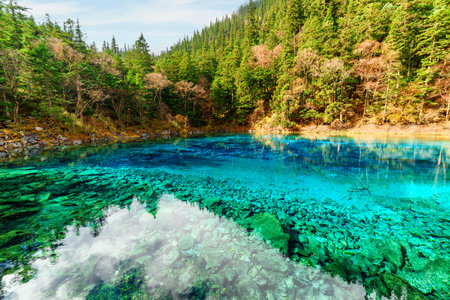 View of the Five Coloured Pool (the Colorful Pond) with azure crystal clear water among fall woods and evergreen forest in Jiuzhaigou nature reserve (Jiuzhai Valley National Park), China.の写真素材