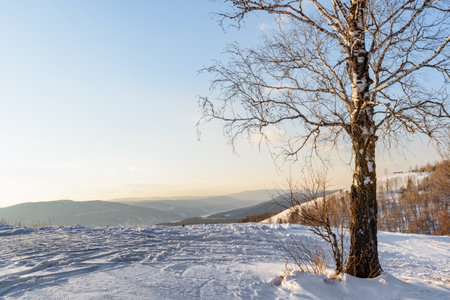 Lonely birch on a hilltop. Winter landscape.の写真素材