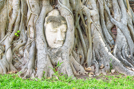 The stone Buddha head entwined in tree roots at the Wat Mahathat in Ayutthaya, Thailand. Buddhist temple in the ancient city of the Ayutthaya Kingdom (Siam). Thailand is a popular tourist destination.の写真素材