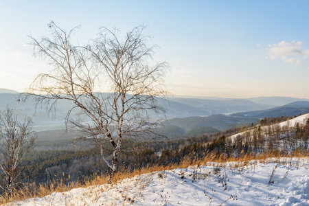 Lonely tree on a hilltop. Winter landscape.の写真素材