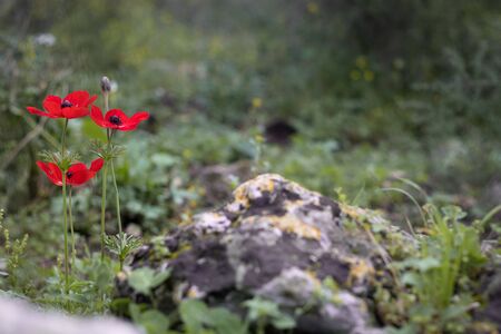 Beautiful red poppy flowers on the left side of the photo on a green blurry background near a little grey stone. There are three poppy flowers. Landscape imageの写真素材