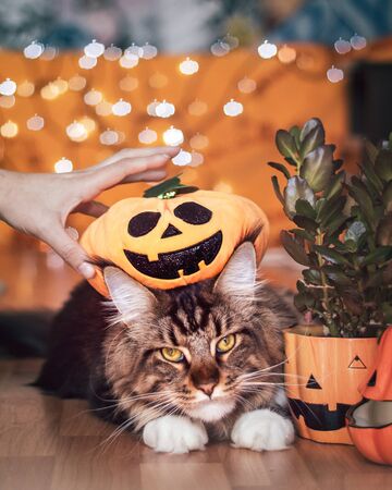 Beautiful Maine Coon fluffy cat sitting and looking to the camera with a pumpkin on the head, near a pumpkin pot plant on a Halloween feel orange background.の写真素材