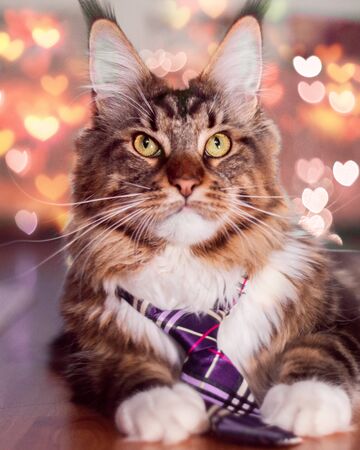 Beautiful Maine Coon fluffy cat sitting and looking to the camera with an orange  background. Close up portraitの写真素材