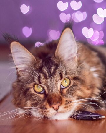 Beautiful Maine Coon fluffy cat sitting and looking to the camera with a purple background. Close up portraitの写真素材