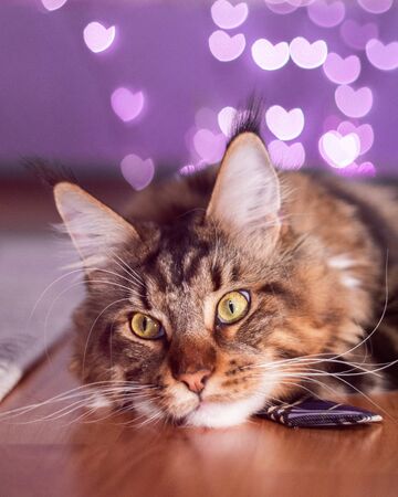 Beautiful Maine Coon fluffy cat sitting and looking to the camera with a Halloween feel purple background. Close up portraitの写真素材