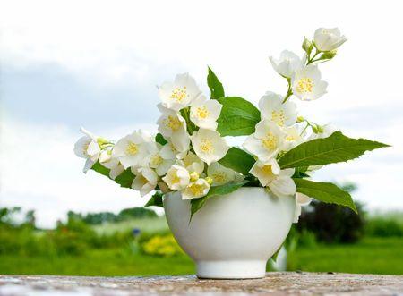 from summer gardenの写真素材