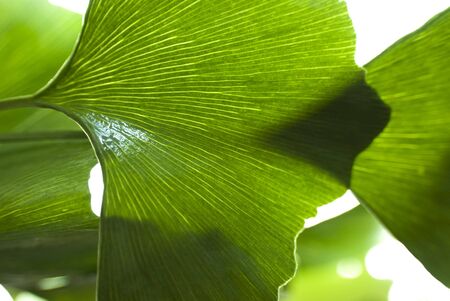 biloba leaf close-up