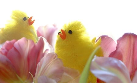 two easter chiken on spring flowersの写真素材