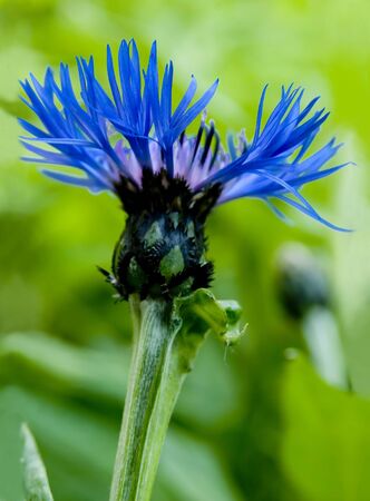 cornflower close-upの写真素材