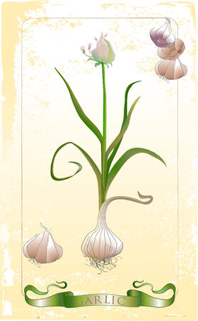 vintage garlic illustration with  frameのイラスト素材