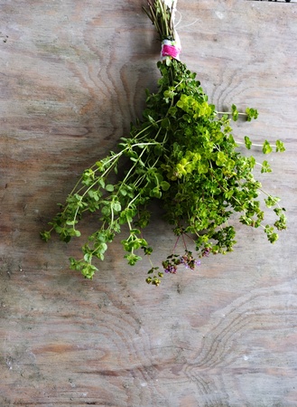 fresh oregano for dryingの写真素材