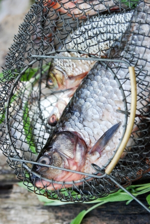 fresh fish from fishingの写真素材