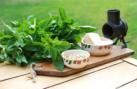 fresh basil for pest pastaの写真素材