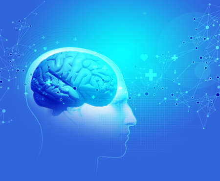 The Human Body - Brainの写真素材