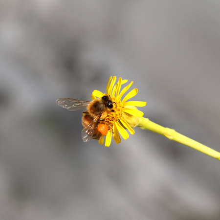 bee on the flowerの写真素材