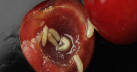 Fruit worms in rotten cherry, black background. Larva of cherry flies. Extreme closeupの写真素材