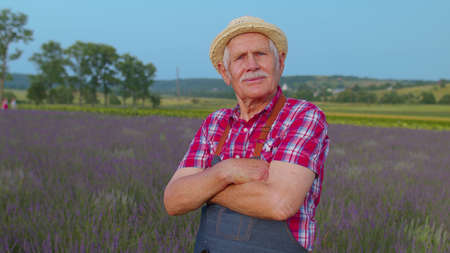 Mature farmer man turning face to camera and smiling in lavender field meadow at sunset. Portrait of senior old grandfather with gray hair, worker or retiree in plaid shirt in flower herb gardenの写真素材