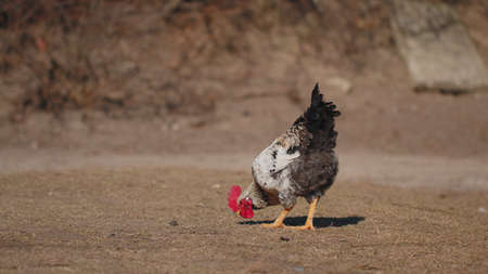 Free-range gray domestic rooster chicken eating grains, peck yellow grass on eco home farm. One hen bird in nature on backyard of farmland coop house. Organic poultry farming breeding wildlife conceptの写真素材