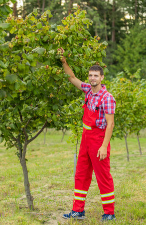 Man farmer plucks collects ripe hazelnuts from deciduous hazel trees rows in garden. Growing raw nuts fruit on plantation field. Harvest autumn farm time. Healthy natural food, eco-friendly productsの写真素材