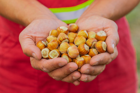 Close-up of man farmer shows pile of raw green unshelled hazelnuts in palm of hands in garden....