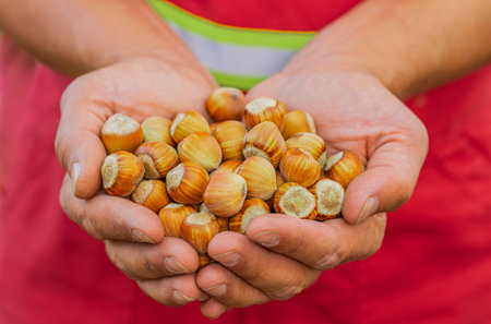 Close-up of man farmer shows pile of raw green unshelled hazelnuts in palm of hands in garden. Agronomist gardener in jumpsuit holds good harvest. Growing ripe hazel nuts. Healthy food, eco-friendlyの写真素材