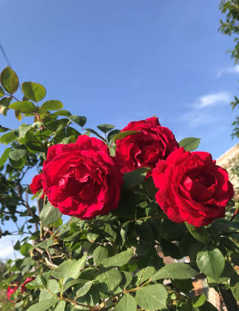 bright red roses against the blue sky sprout near the fence of a private house