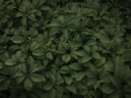 Background texture leaf wild grapes rostut on zemle in the awning