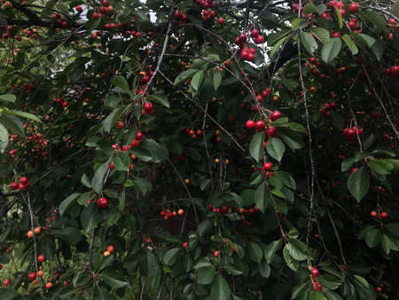 tree on the street road with red ripe cherries.