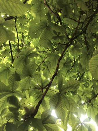 background texture of chestnut tree leaves are illuminated by light.