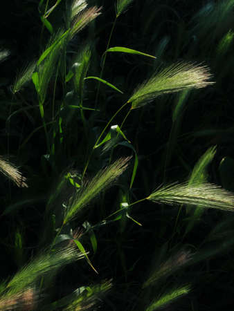 background texture ears low key close-up.